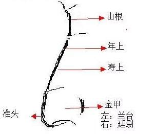 三角形鼻子面相|十五種鼻型，你屬於哪種？